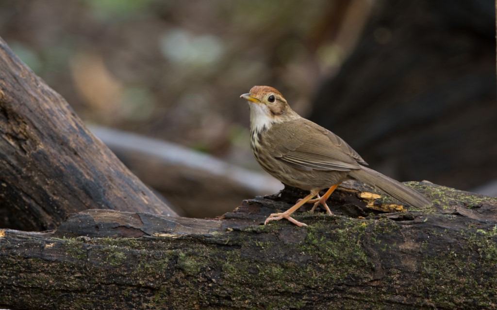 Perching Birds